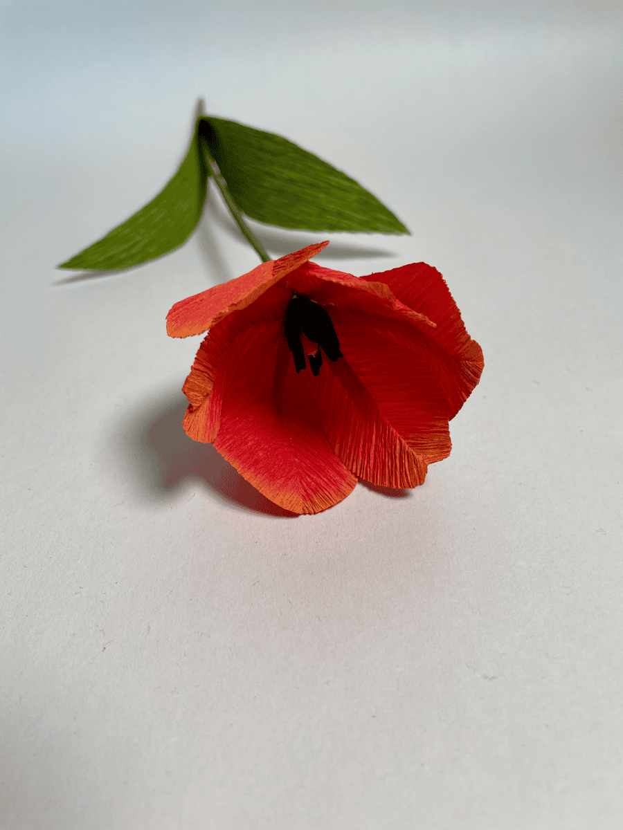 Red tulip