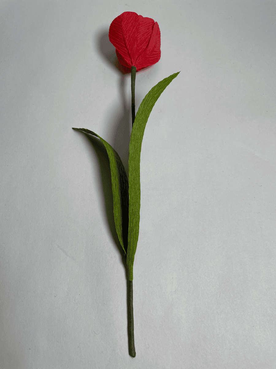 Red tulip bud