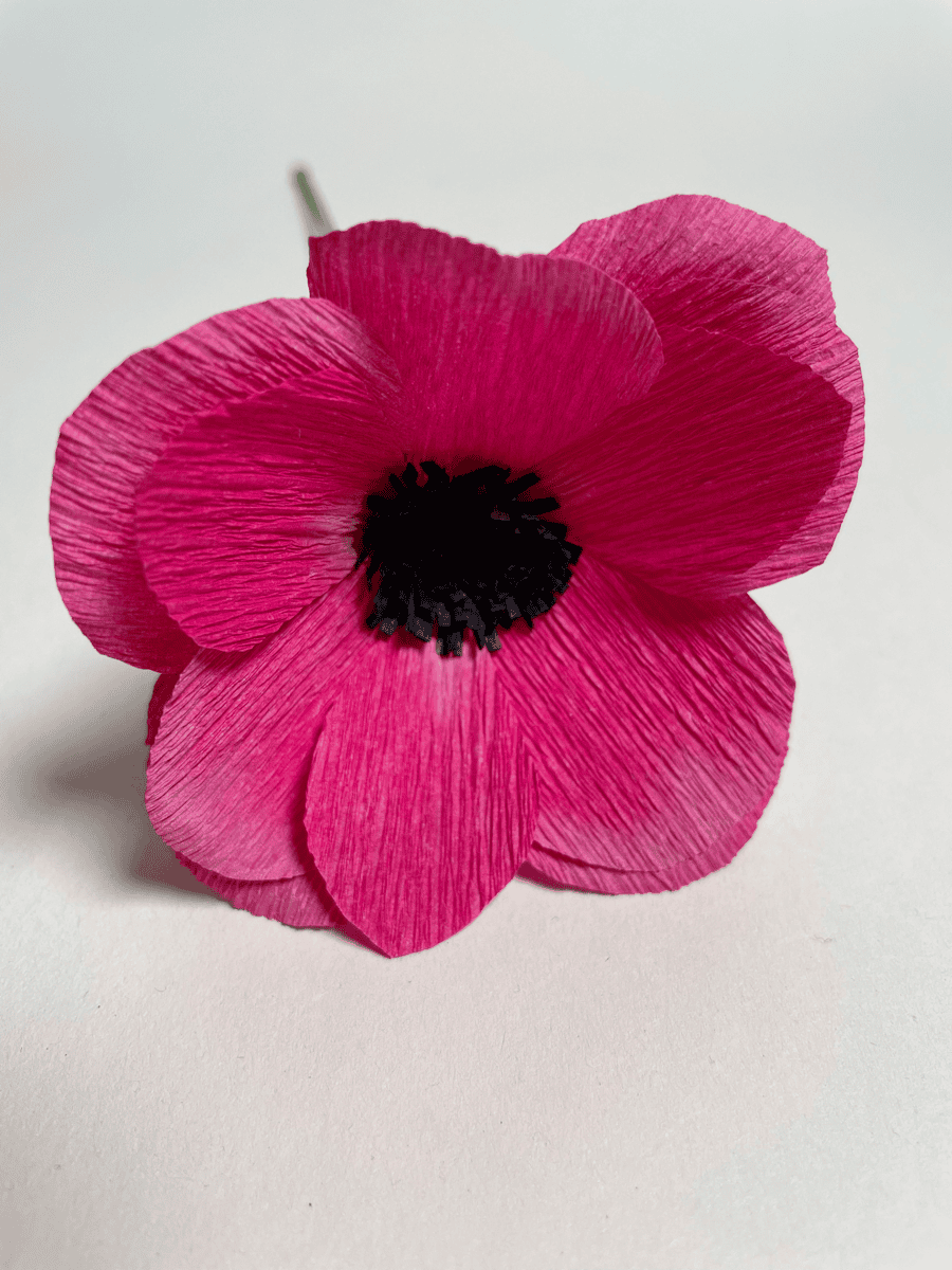 Pink anemone